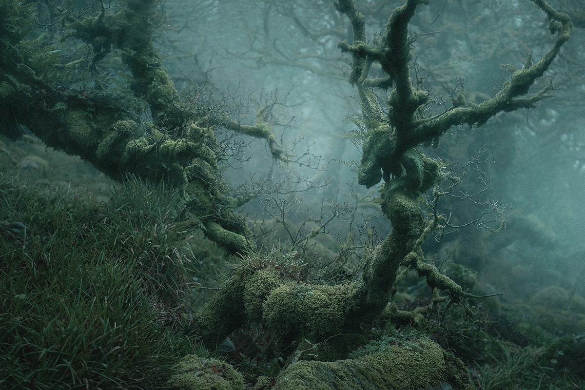 WIRED's tweet image. No, this isn't Dagobah. It's a real-life magical forest. Wistman's Wood has captured the imaginations of visitors for thousands of years, inspiring legends about druids and supernatural hellhounds:  wired.trib.al/65Eyi9x
📸: Neil Burnell