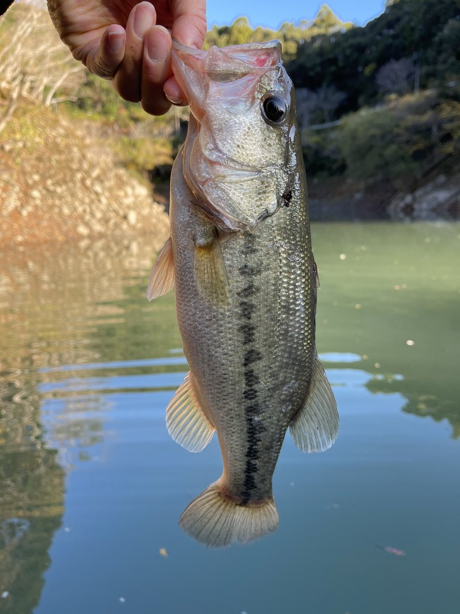 ゆいた 今週の釣果 切目川ダムで子バス 七川ダムで36cm 某野池で子バスでした