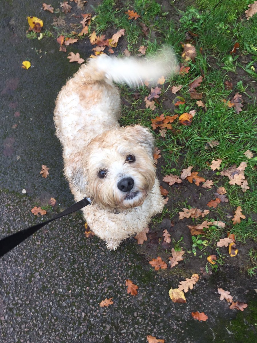 OzBoz15's tweet photo. I had a ball this morning playing with my lady friends in the park, and I rolled in a dead rat too, top morning 👍🏻 https://t.co/QDOcpbxGh5