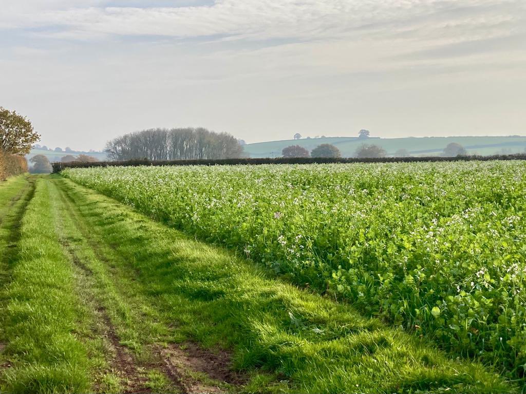 #covercrops <a href="/FrontierAg/">Frontier Agriculture</a> vitality mix