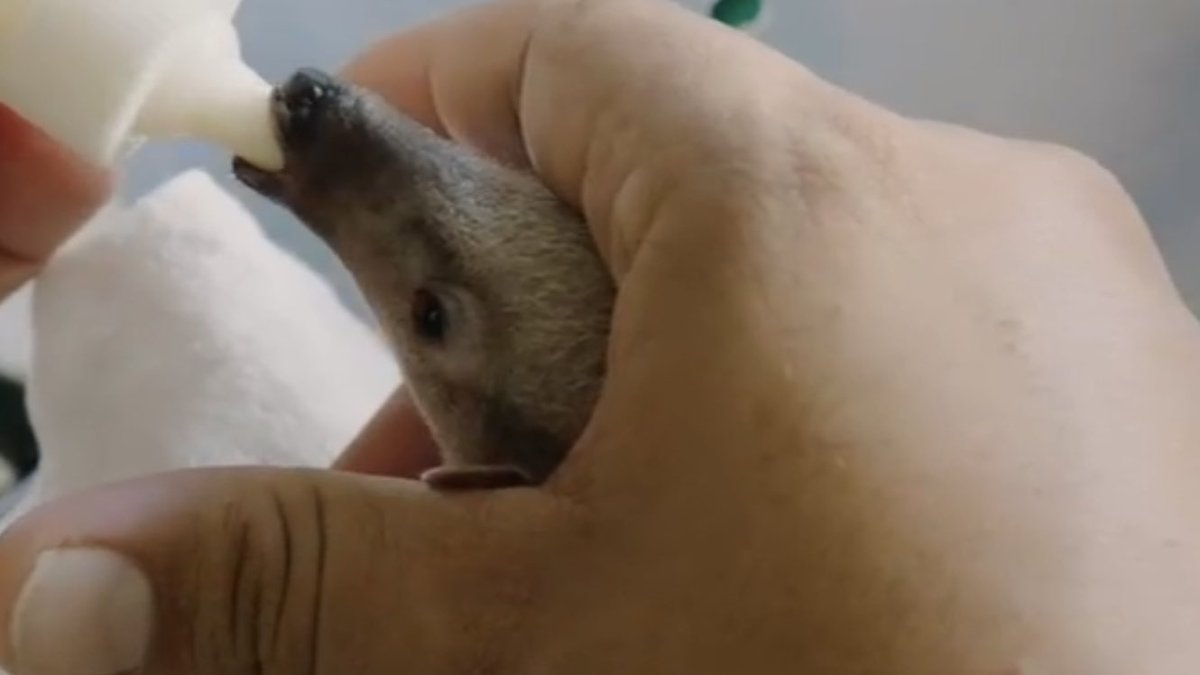 Twoucan 世界アリクイ の注目ツイート イラスト マンガ