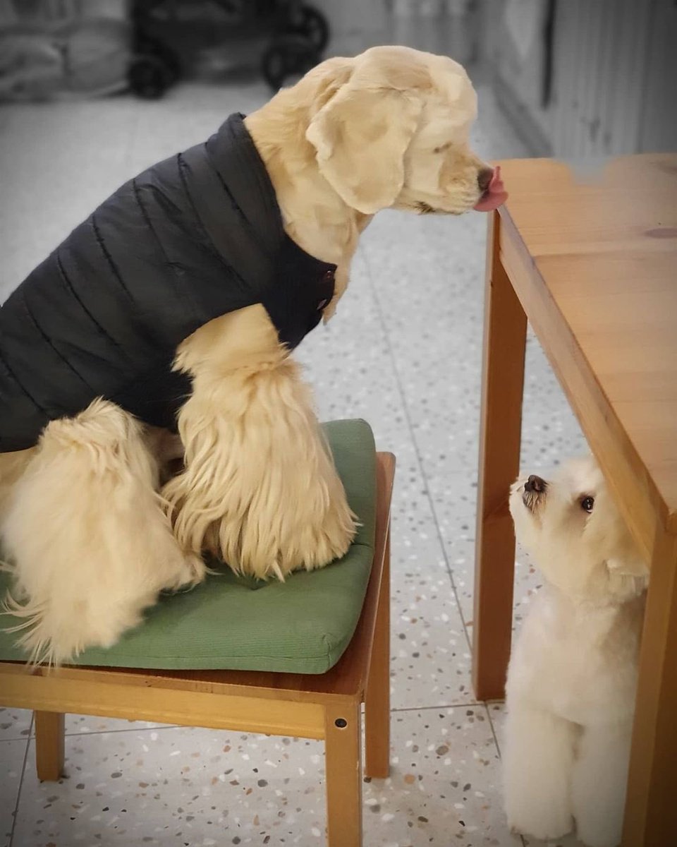 GENIUS9N's tweet photo. [IG] Grace Pet Grooming Studio updated with Kai — 201129

🔗https://t.co/QvE8gW7W1X

#BLACKPINK #JENNIE #블랙핑크 #제니 @BLACKPINK https://t.co/iZnFr82UCc