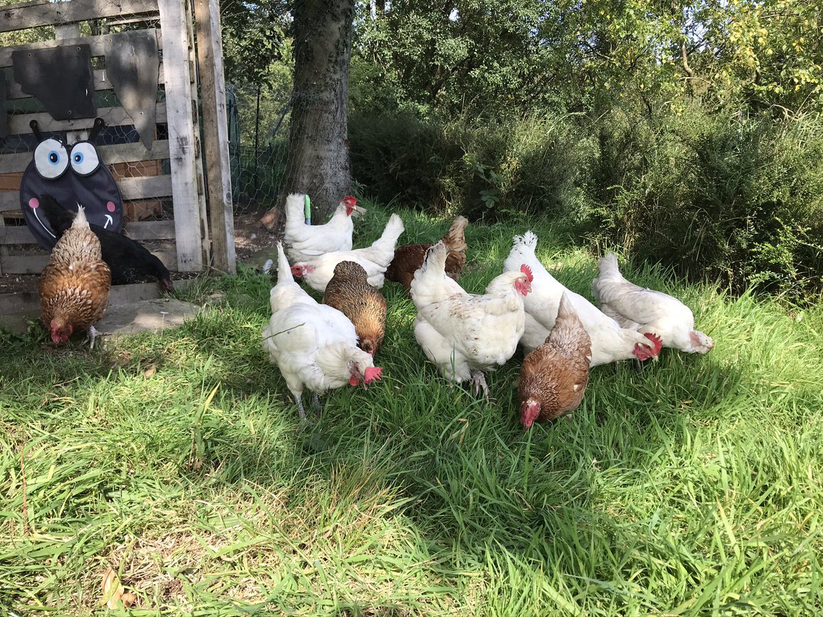 Nichola Thomason OT (@nictomnic1) on Twitter photo Day 1/7. I've been nominated by the beautiful <a href="/SaffronY14/">Saffron OT 🧩</a> to produce a picture for 7 days to illustrate my daily life ( no people). You have to copy these words and a photo to repeat the challenge. Today I nominate @BenStatto122 Day 1/7. I've been nominated by the beautiful <a href="/SaffronY14/">Saffron OT 🧩</a> to produce a picture for 7 days to illustrate my daily life ( no people). You have to copy these words and a photo to repeat the challenge. Today I nominate @BenStatto122