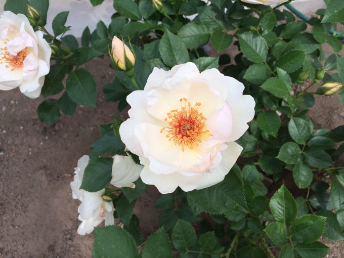 麝香のtwitterイラスト検索結果