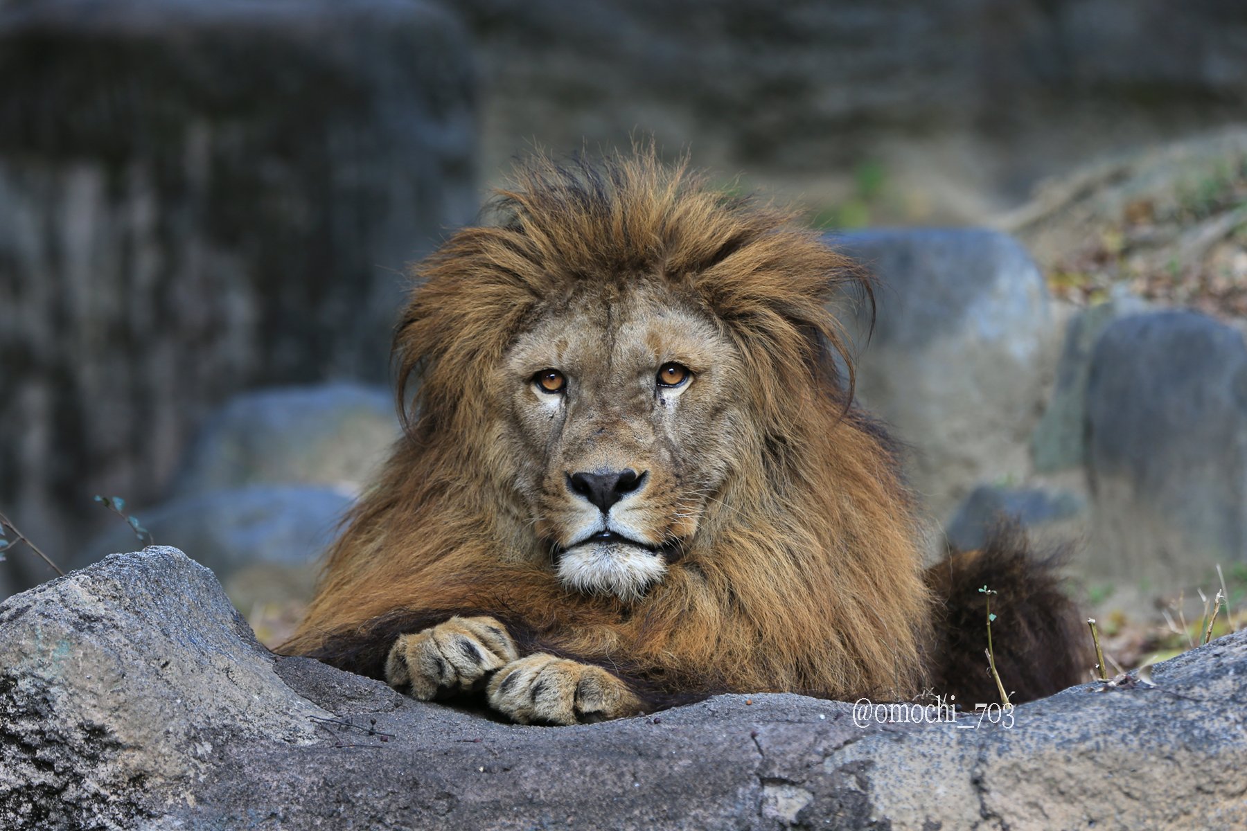 Naomi 可愛すぎるネオくん ライオン 可愛いポーズ おてて 写真好きな人と繋がりたい Lion T Co 04ktirz7zf Twitter