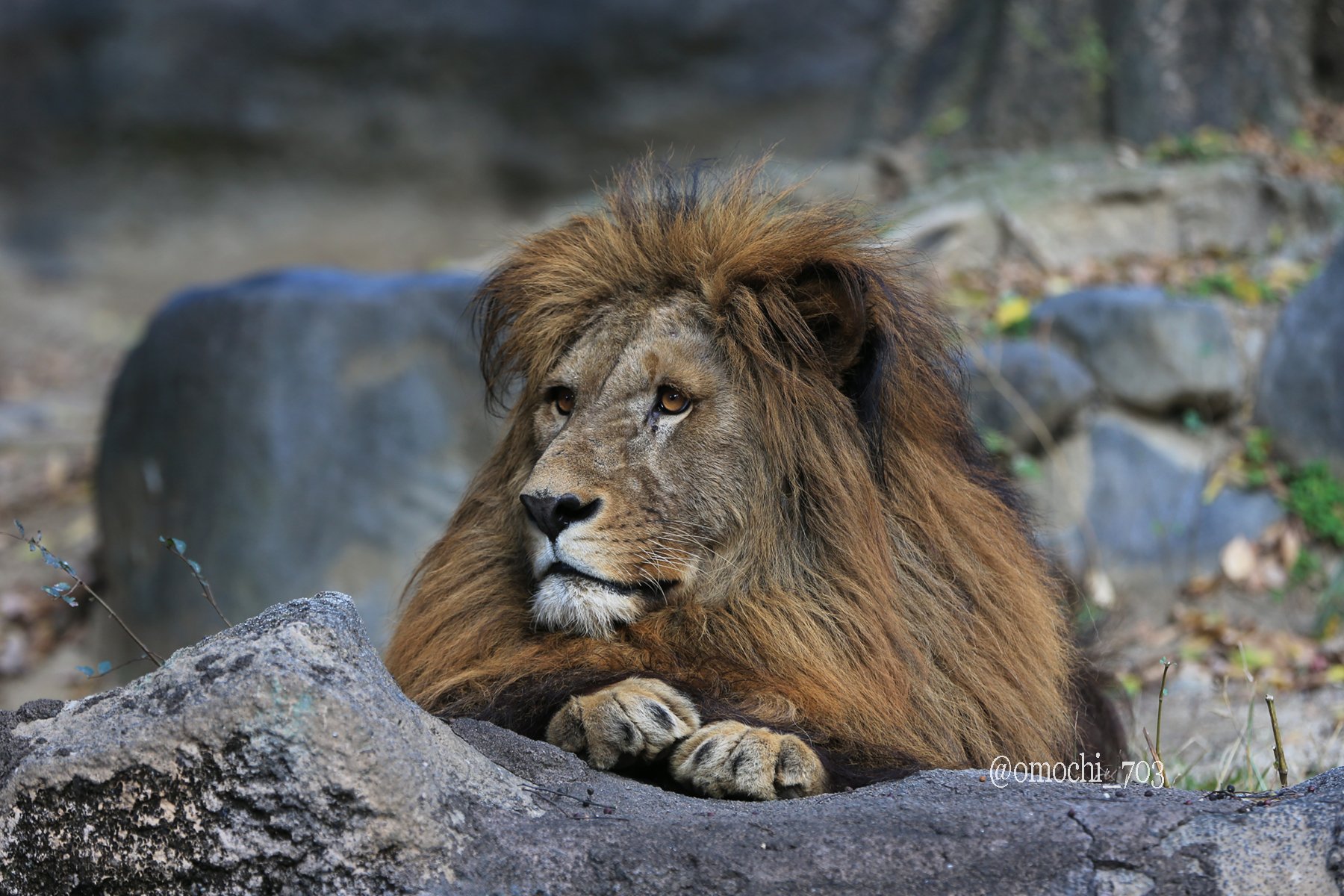 Naomi 可愛すぎるネオくん ライオン 可愛いポーズ おてて 写真好きな人と繋がりたい Lion T Co 04ktirz7zf Twitter