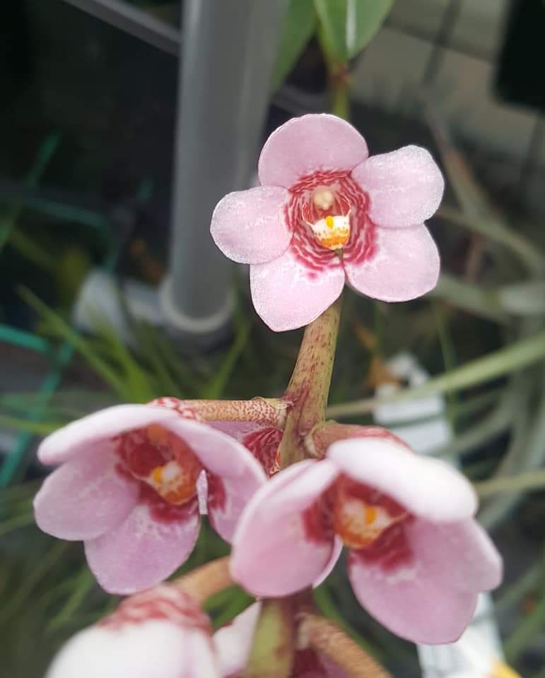 Sweetheart Speckles x Kulnura Sanctuary Gee Bee
#sarcochilus #orchideen
#orchids #orchid #flowers #orchidlove #ozplants #flower #plants #orchidlovers #orquideas #orchidflower #orchidworld #garden #orchidshare #orchidspecies #instaorchid #orchidflowers #orchidslovers #Sydney