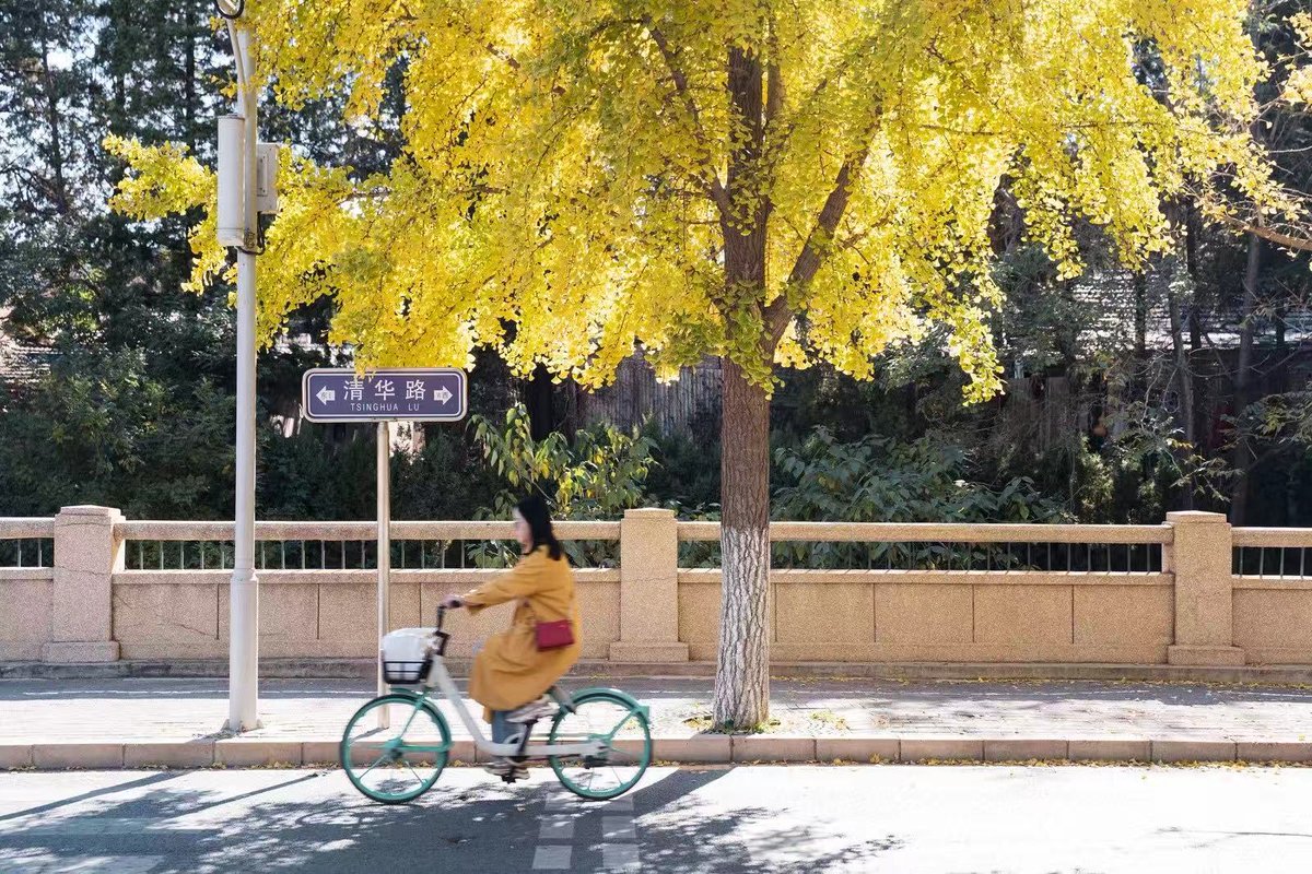Tsinghua_Uni's tweet photo. The daily hustle and bustle of fellow #TsinghuaRen takes on the glint of autumn. Do you often use this road to get to class? #DiscoverTsinghua https://t.co/pKcLhbT6zn
