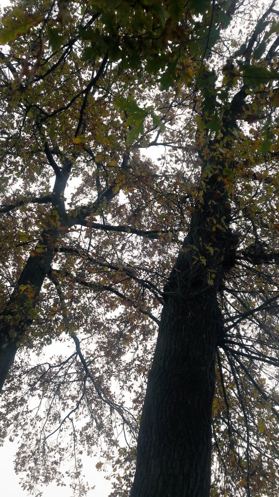 MeMusics's tweet image. #Autumn #trees #oak