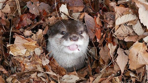 Bucks_Highways's tweet photo. Another mild day, meaning no #gritting needed today!
We hope the remainder of your weekend is filled with food, family and festive-ness before the madness of #Christmas shopping next week! May the odds be ever in your favour...
#OtterlyAdorable #NoSaltNeeded #SundayVibes https://t.co/Ec2SxeefBy