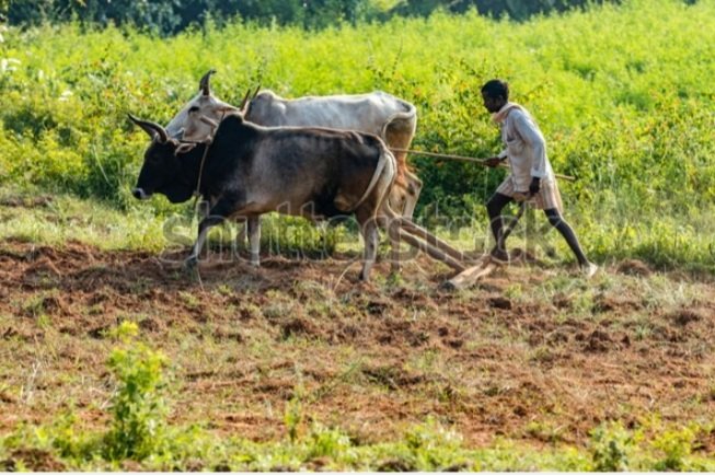 da80370's tweet photo. मेरी ग़लती सिर्फ इतनी है कि मै किसान हूं 
FARMERS PROTEST https://t.co/vxUZFhCzbt