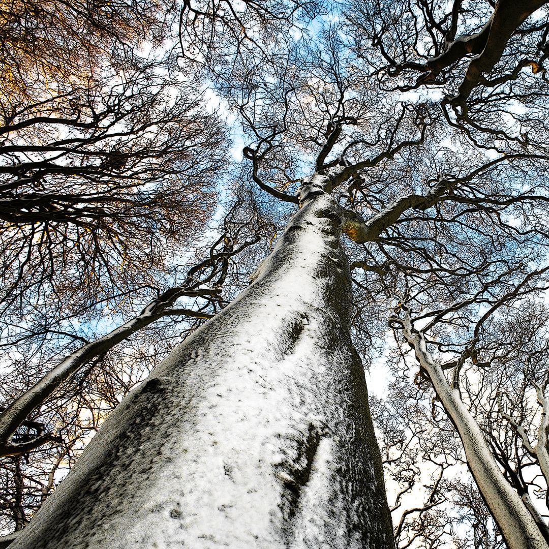 AmmonitePress's tweet photo. This #treephoto also features a #beech tree & the image was highly commended for the #WildWoods category in the 2018 #BritishWildlifePhotographyAwards 9. The image was taken in #HackpenHill, #Wiltshire by Max More. @BWPAwards @maxmore56 #nationaltreeweek #AmmonitePress https://t.co/yONo8vdzts