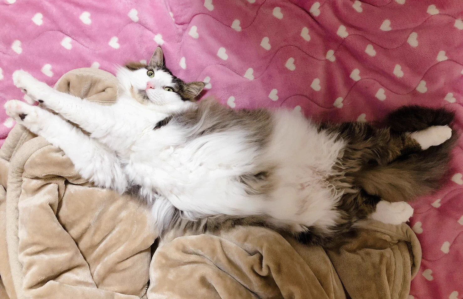 @hunter_al_nor FF外から失礼致します🙇‍♀️
うちの子(ノルウェージャンです！)もよくやってます！
写真に収めたことは無いんですが、、😂
逆バージョンはよく撮れるんですけど笑笑 