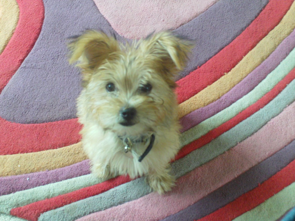 hanx78's tweet photo. it is with the heaviest of heart that I must tell you that my best friend, handsome wee man, beautiful doggo Jimbob crossed the rainbow bridge this morning, me and the wife are devastated, run free 💔🥲🐶🌈 https://t.co/JY7Qk0oLLD