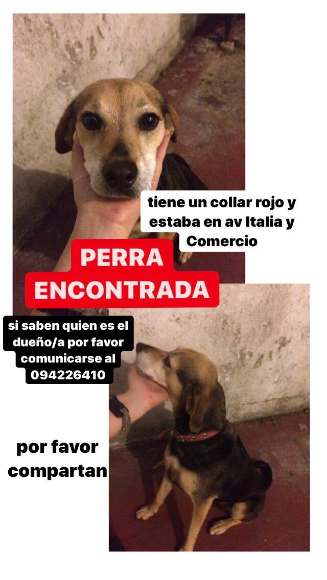 GermanRLC's tweet photo. Perrita rescatada busca su familia.  La encontraron en Comercio y Av. Italia el sabado  28/11 en la tarde #Montevideo #Union #Buceo https://t.co/WXQP88r68l