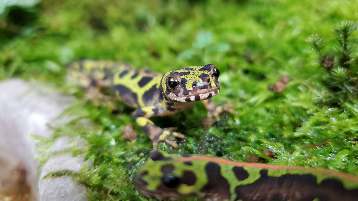 マダライモリの小さい方もマダラケージに移しました。 3匹で飼育して 