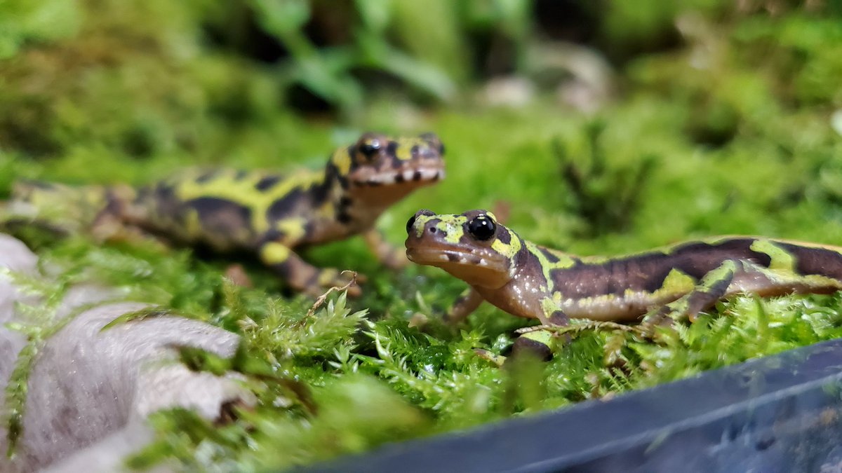 マダライモリの小さい方もマダラケージに移しました。 3匹で飼育して 