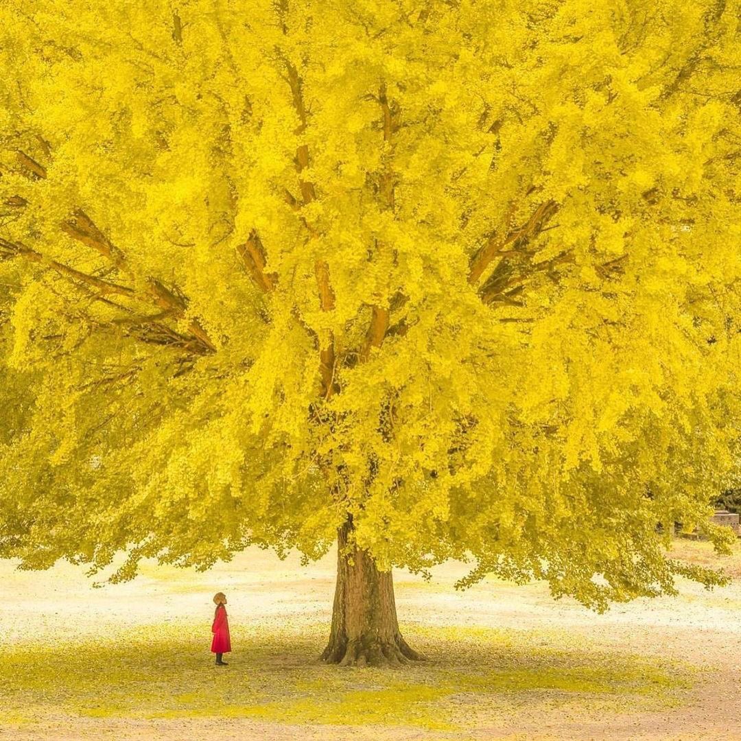 📸 iamsarahgrafferty: This photo (reposted from @/ig_worldclub) took my breath away and reminded me of the poem “Yellow” by Anne Sexton which my dear @/suzannecryer posted months ago. I have re-read it more than weekly. Please swipe for words as gorgeous as this image.