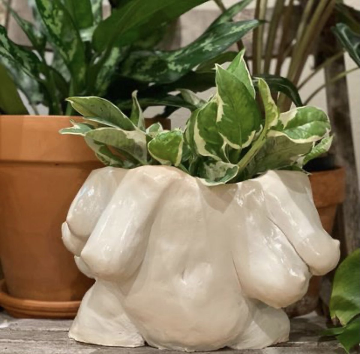 <a href="/pIantporn/">plants⁷</a> My bf and I have a queer owned PLANT BUSINESS on etsy called Uno Moss ATX. We propogate, grow, and ship all the plants ourselves by hand. PLEASE check us out &amp; follow us on instagram @unomoss_atx !!!!