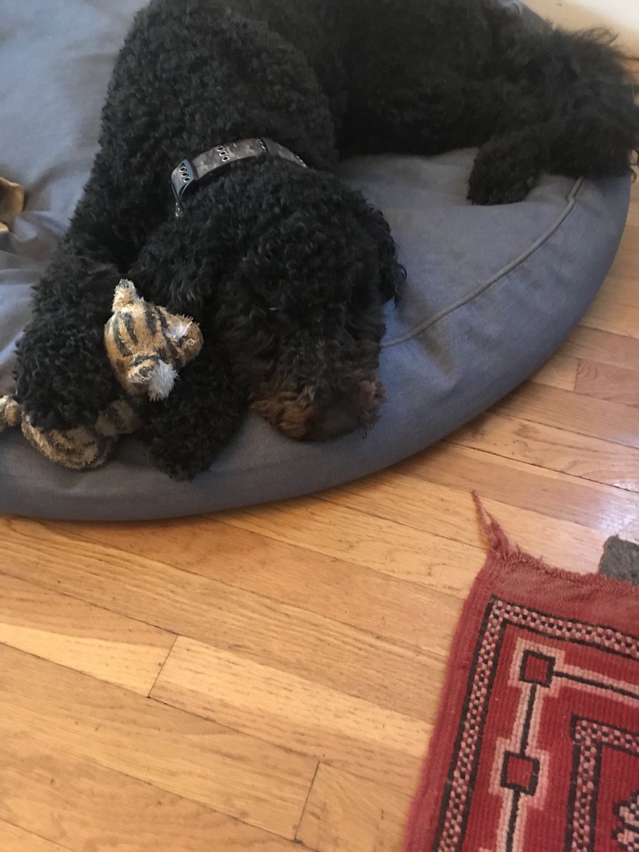 rayecoop's tweet image. Good Morning! I am still a baby! 😆