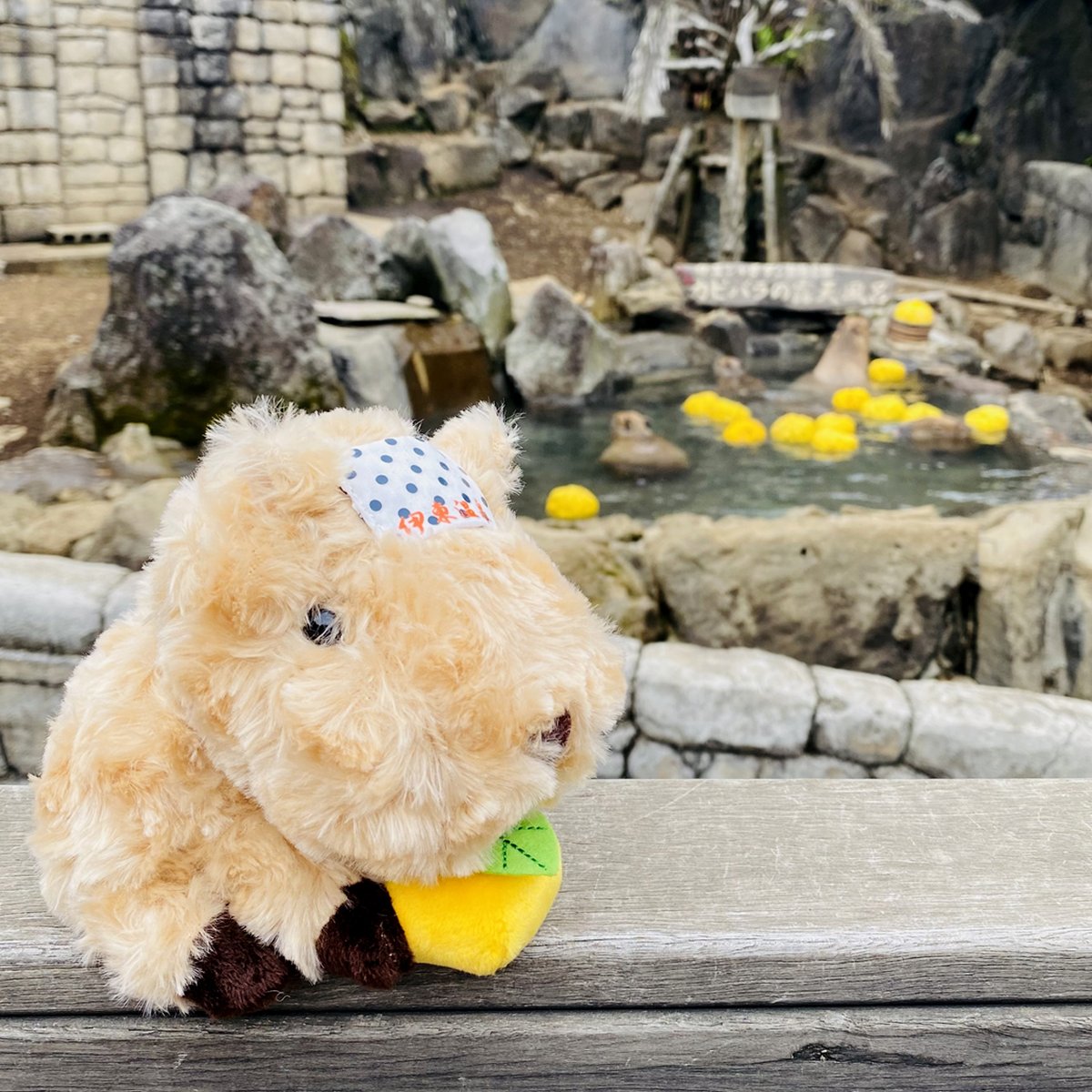 ご当地もの　カピバラさん根付ストラップ　２７個大量　くまモン　dr.イエロー