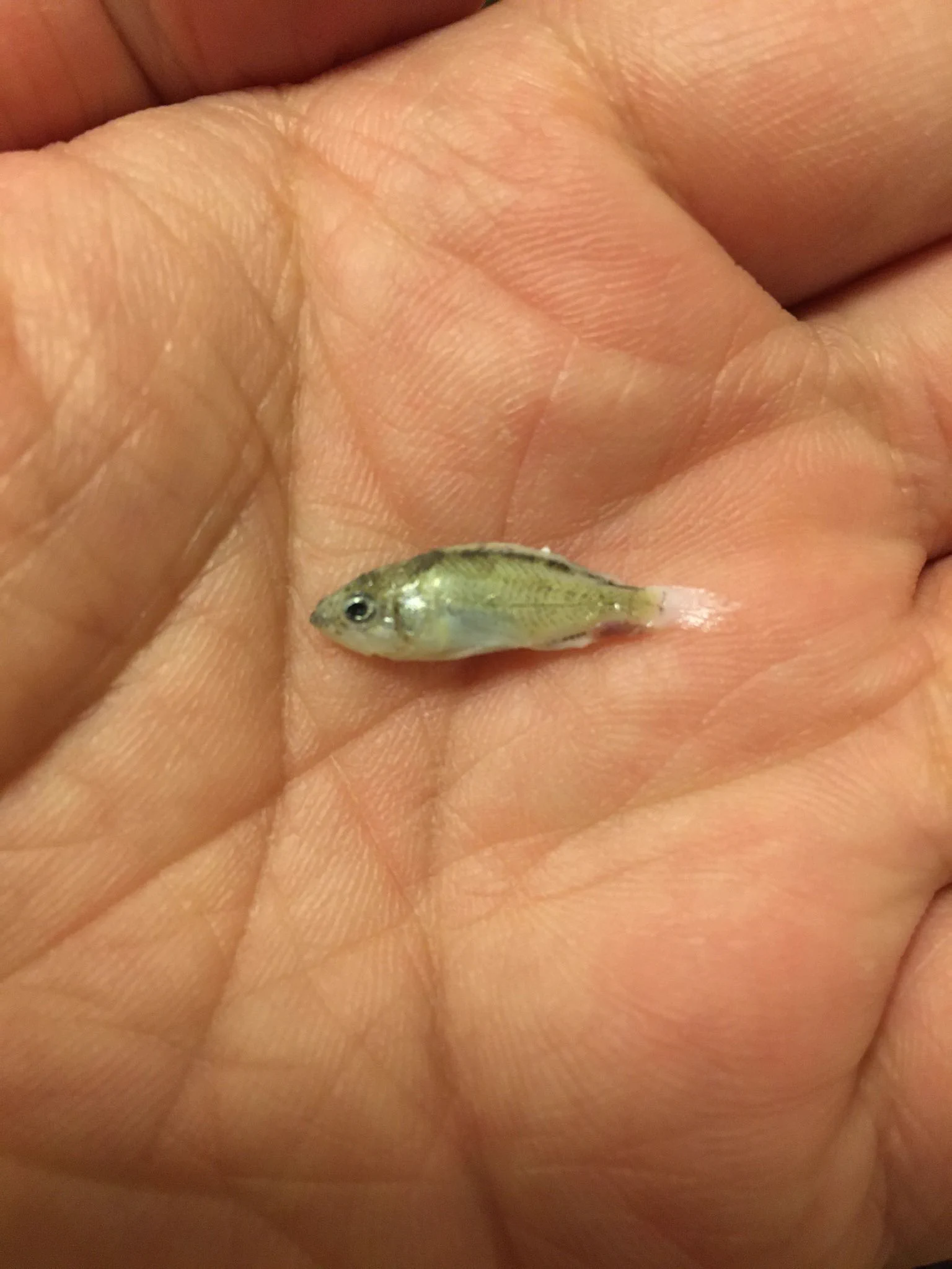 @cso2426 結構デカいのもいました！ 