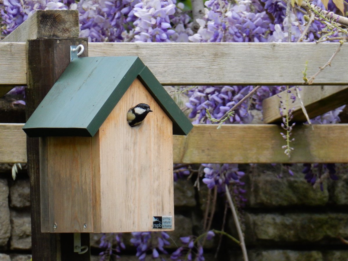 Blue tit family make nest in copford pub cigarette bin