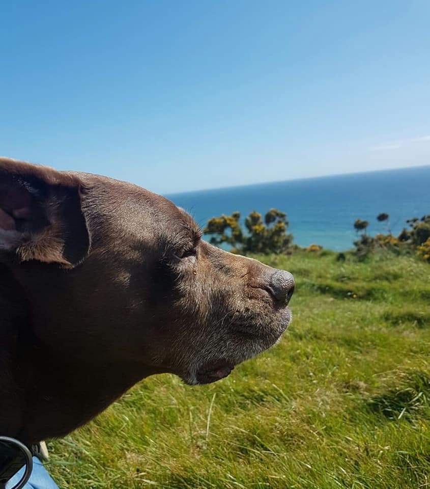 DinanEnglish's tweet photo. Needing the blue more than ever today. Beautiful Devon obliges.
#devon #southhams #shortweekend #bluesky #sunshine #hatewinter https://t.co/5DiPEOIbTa