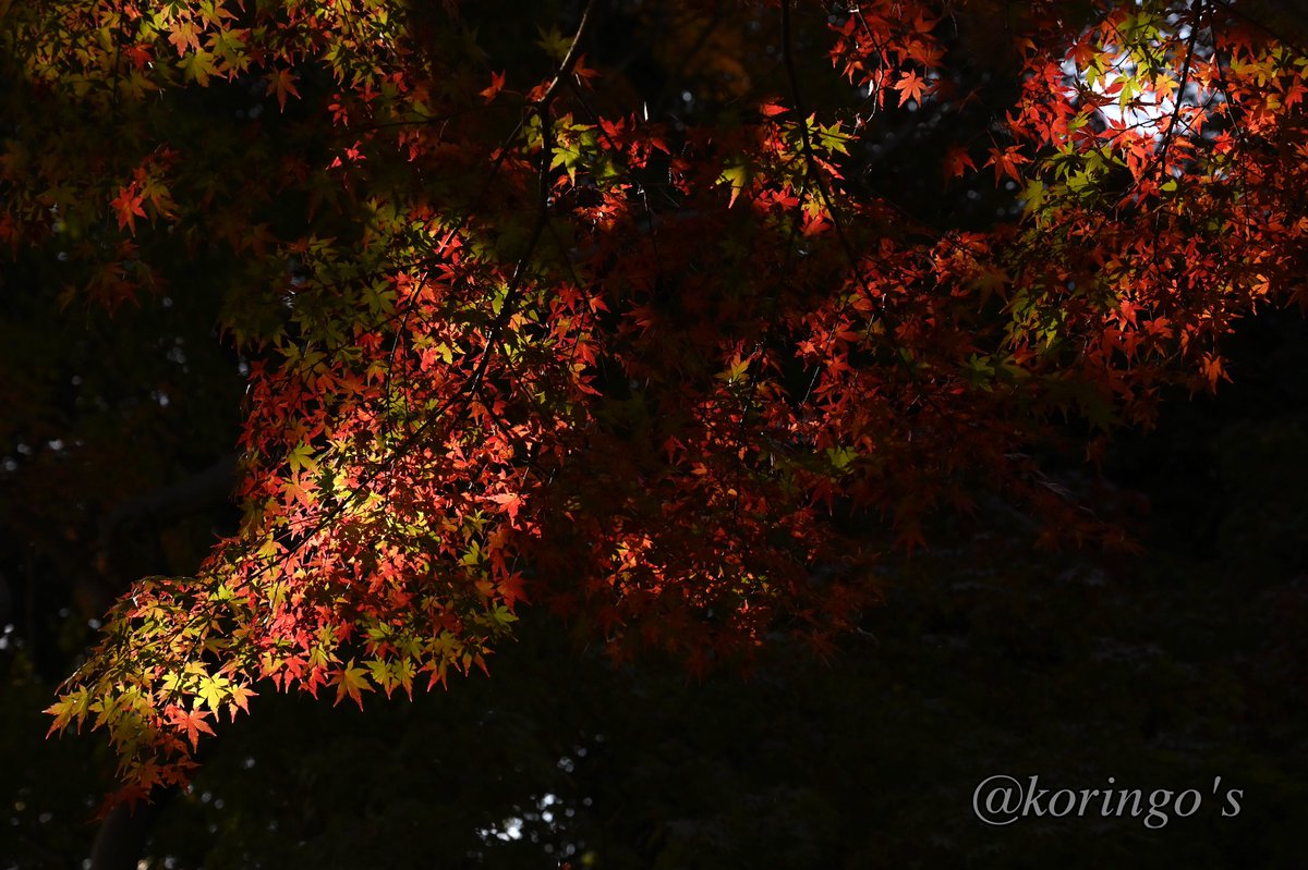 KoringoShiina's tweet photo. 紅葉

#紅葉 #コロナに負けるな
#美男美女と繋がりたい #photography #撮影 #写真撮ってる人と繋がりたい #撮影好きな人と繋がりたい #japan #japanphoto https://t.co/K97ueBPwal
