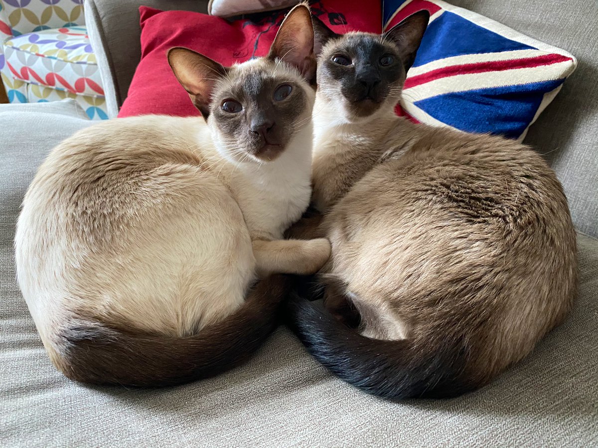 Snuggly Siamese Sunday 💕 #Alliteration #SiameseCats #CatsOfTwitter #Cats