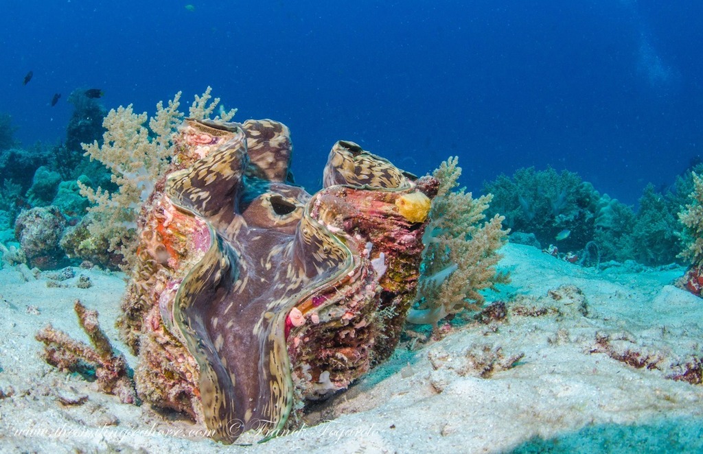 SmilingSeahorse's tweet photo. Giant clam, filtering the water.
Did you know? Those big clams are a sign of healthy reefs 😁
.
.
.
#yourshotphotographer #viewbug #watersports #underwateradventure #oceanview #adventuretime #snorkeling #underwaterart #earthcapture #SavingT… https://t.co/peOOrm9ZT9 https://t.co/XI61xDDB9k