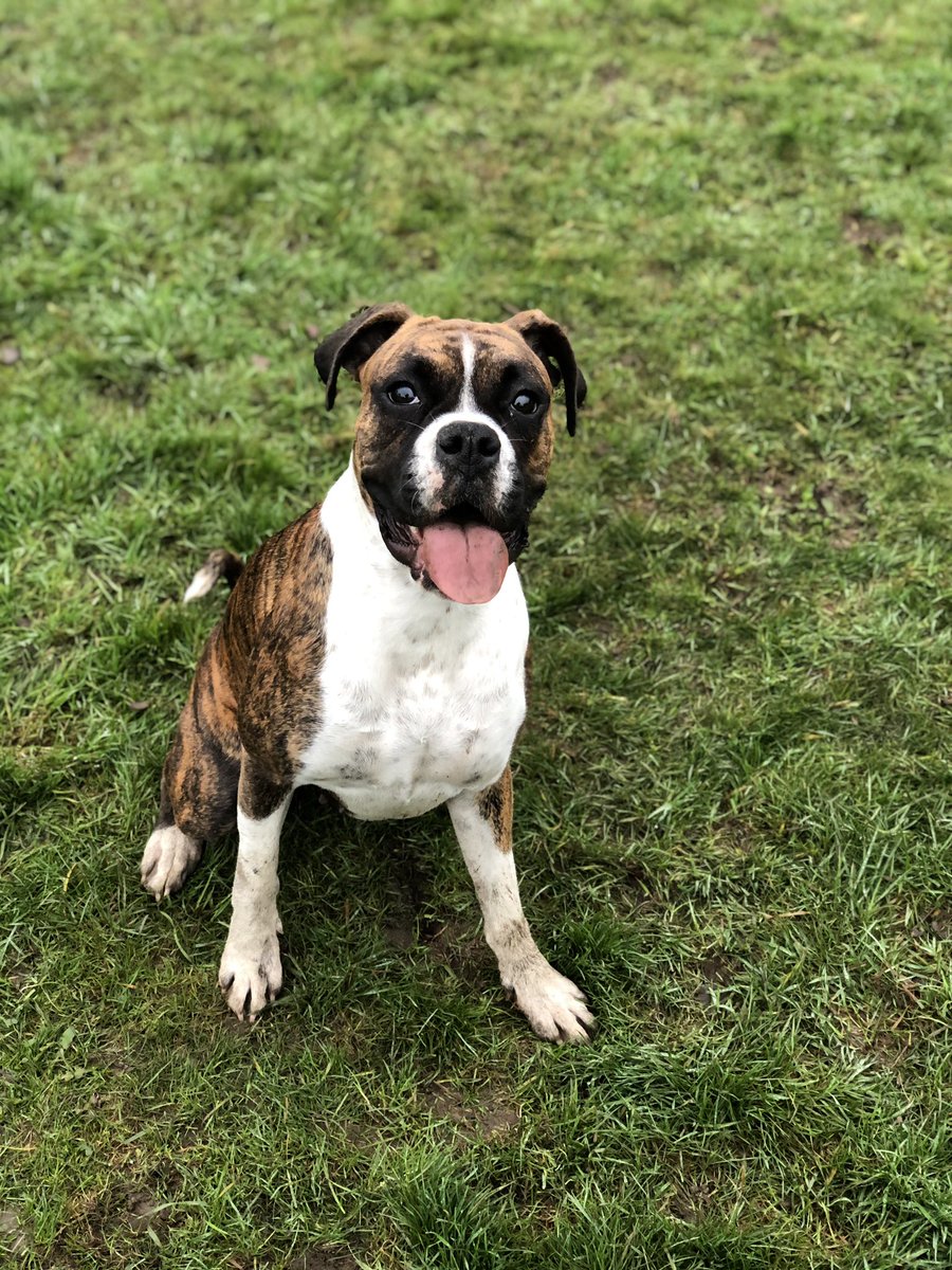 It’s been a while my friends! We’re working on getting episodes out ASAP, in the meantime here is a picture of Matt’s pup Harley. Enjoy.