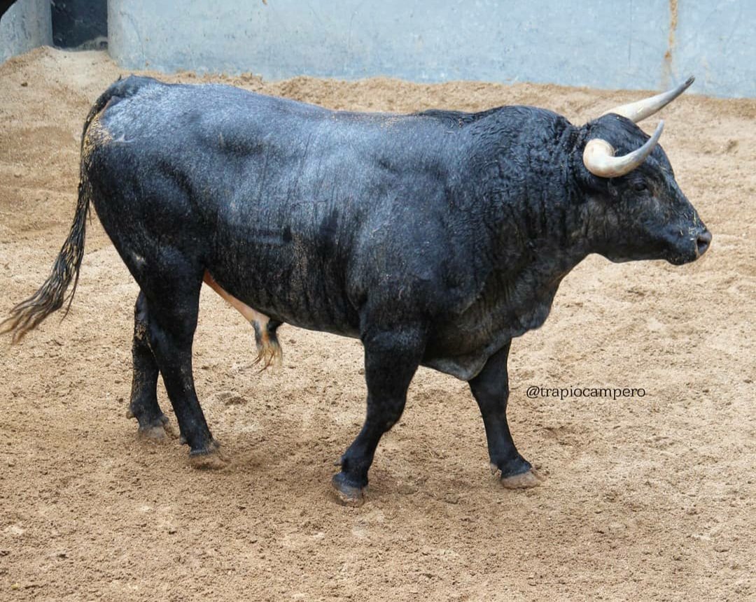 trapiocampero's tweet photo. "CARASUCIA" DE  LA GANADERIA VALDELLÁN
#valdellán #lasventas #corrales #bull #santacoloma #tauromaquia #toros #torossi #sialostoros #taurino #soytaurino #torodelidia #torista #torismo #encaste #fotografiataurina #trapiocampero #torobravo #bravura https://t.co/fKgTg4WazX