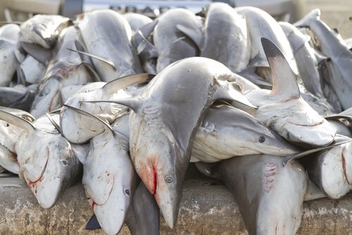 Сколько акулы убивают. Акулы в Мексике. Мексиканская акула.