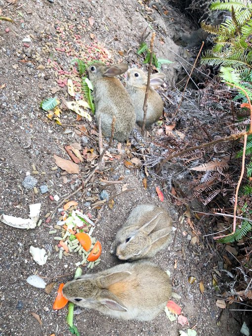 Twitterのコスプレ画像33