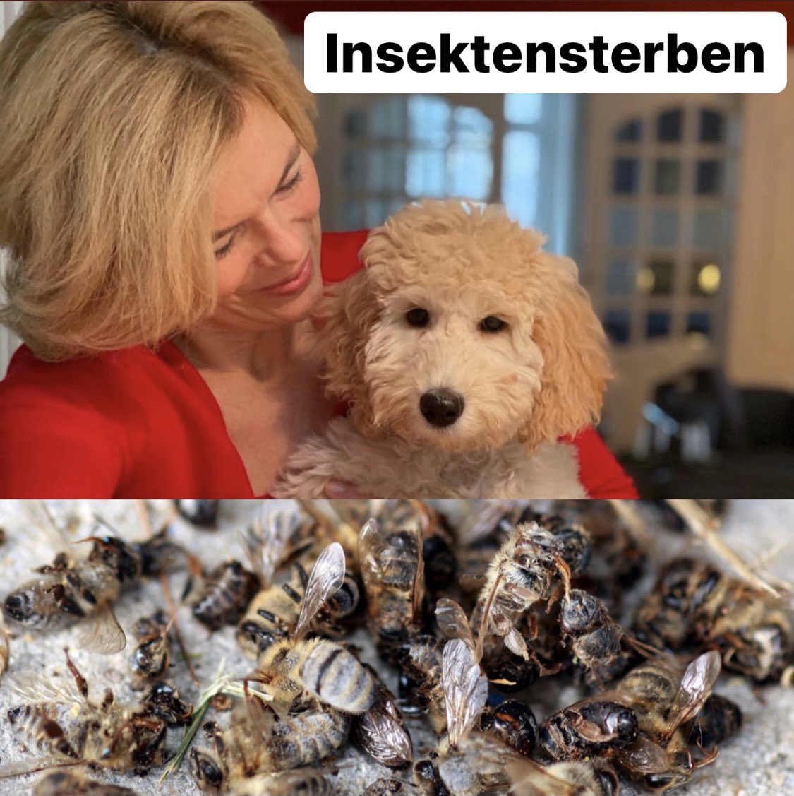 koesterfabian's tweet photo. Awwww! Julia Klöckner zeigt ihrem Hund... https://t.co/T7rxWmEkNp