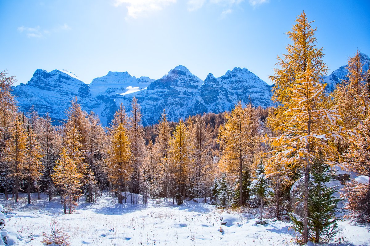 Larch Valley, Banff, Alberta, Canada
#CanadianRockies #TravelPhotography #LandscapePhotography #WinterintheMountains #Larches #AlbertaTourism #CanadaTourism #Banff #GoldenTrees #WinterAndFall