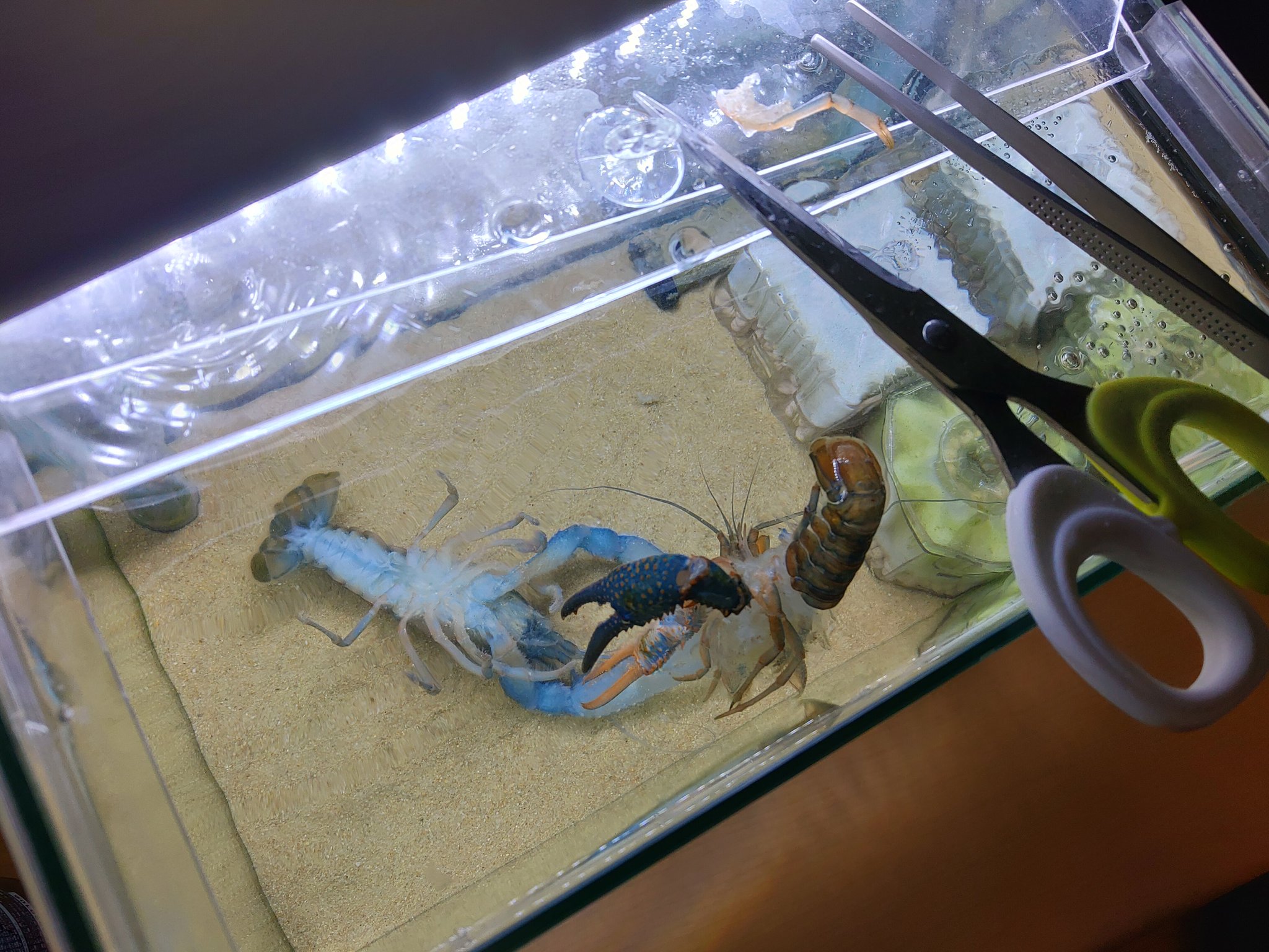 Kenzap 脱皮失敗して緊急オペ 右ハサミはダメかも 脱ぎたては本体ブヨブヨで柔らかったです ザリガニ T Co Wxmjbbgxhj Twitter