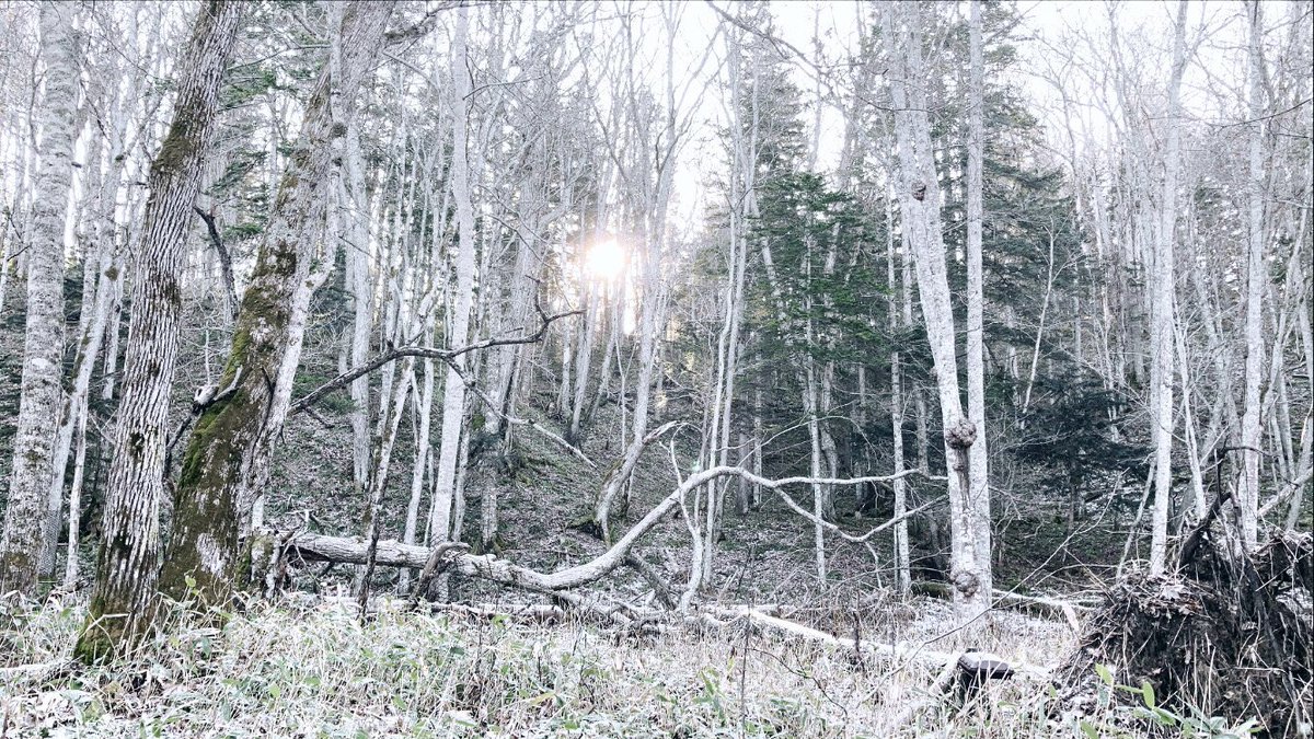 sakurte's tweet photo. ／
自然見て癒されましょう🌟🌲🌟
＼

明日からまた頑張りましょう♬

#ファインダー越しの私の世界 https://t.co/NCm7y2gl6L