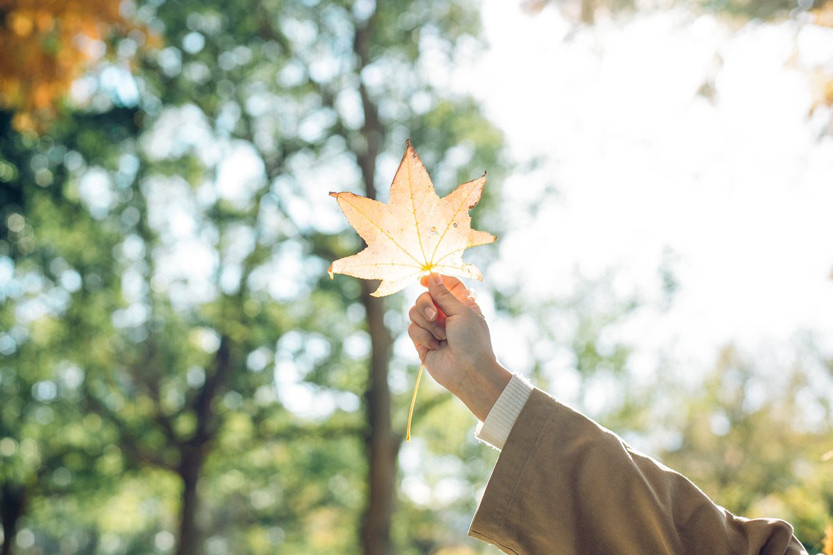 boc_napo's tweet photo. 🍁🍂 https://t.co/S96fJTYz3Q