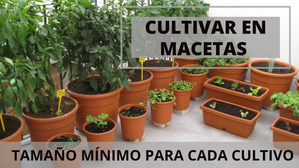 Video número 41!!

Vemos cómo cultivar en macetas, las recomendaciones principales para tener éxito y el tamaño mínimo de maceta que vamos a necesitar para cada cultivo, siempre priorizando el correcto desarrollo de la planta y aprovechando el espacio.

youtu.be/l-CPMzybi0w