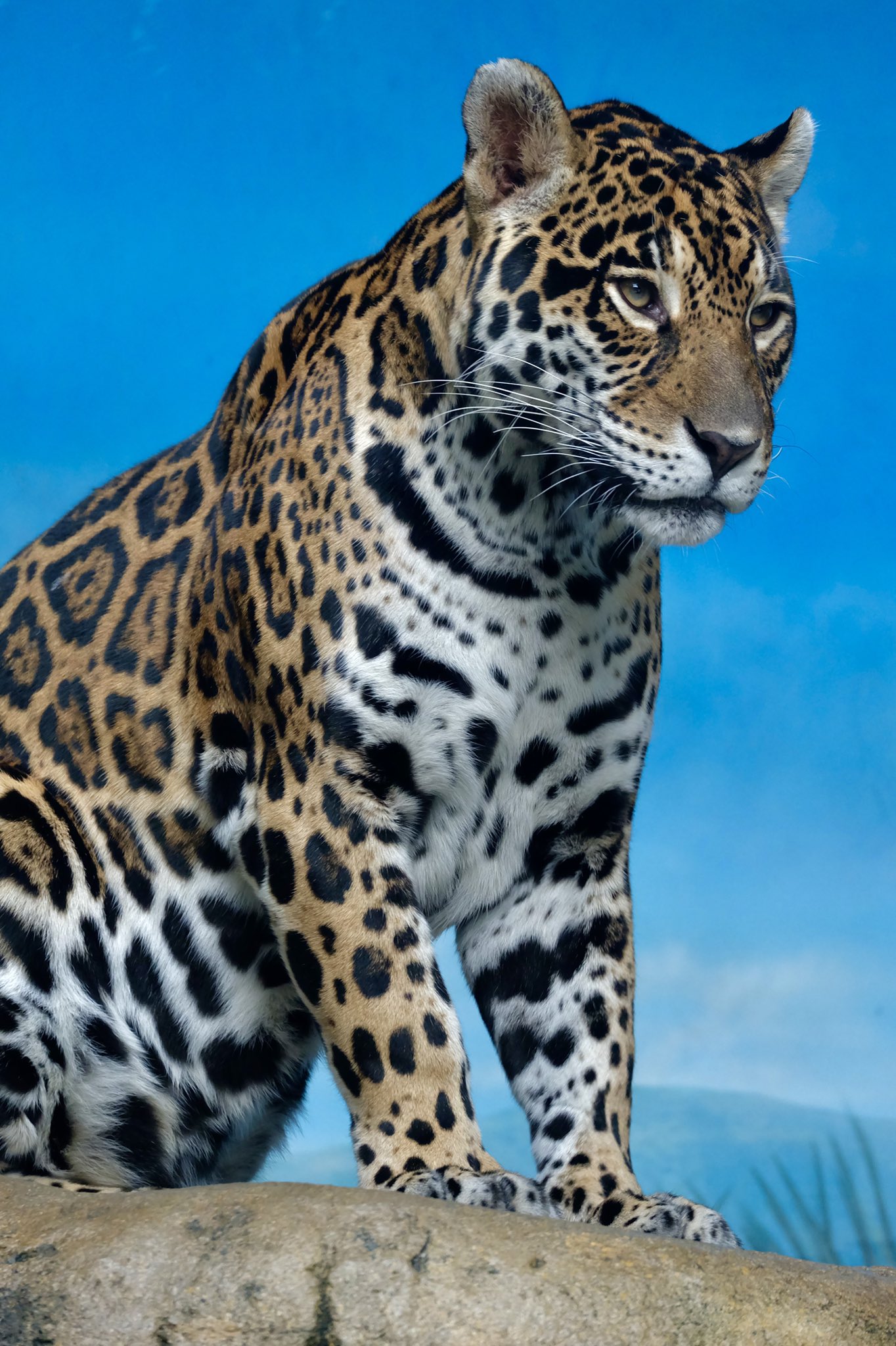 中野高志 世界ジャガーの日 トラ ライオンに次いでネコ科でno 3の強さを持つと言われるジャガー 黒変種のクロジャガーもかっこいい 世界アリクイの日 国内の動物園で見れるアリクイは3種 同じアリクイでも大きさは全然違うし 生活も地上と樹上で