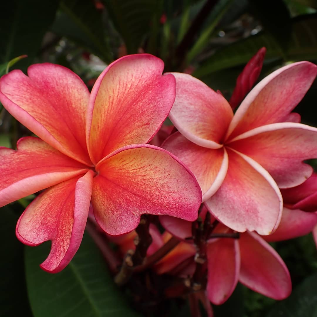 ヤスジー ป ยาส タイでお寺や家 街路樹として見かけるプルメリア 様々な色があり 一般的なのは白い花に中央が黄色です 水に浮かべたり飾ったり 暮しに花を添えています 普通は挿し木ですが 硬いサヤの中に種があります タイ語は リーラーワ