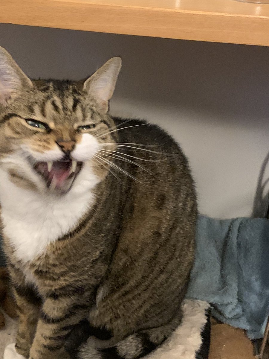 When you wake up a wild beast👿#CatsOfTwitter #Caturday #cute #cats #Tabbycat