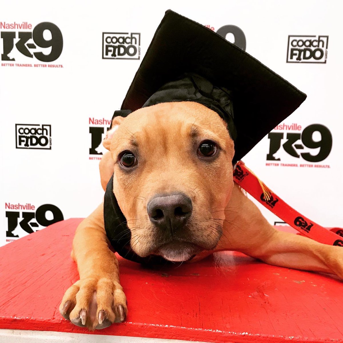 NashvilleK9's tweet photo. Congratulations, Ace! You graduated!!
#pitmix #puppy #bullypup #dogtraining #middletn #nashville #nashvilledogtraining #obedience #nashvilledogtrainer #positivereinforcement #clickertraining #agility #behavior #bettertrainers #betterresults #NashvilleK9 https://t.co/K9dNOPNvJn