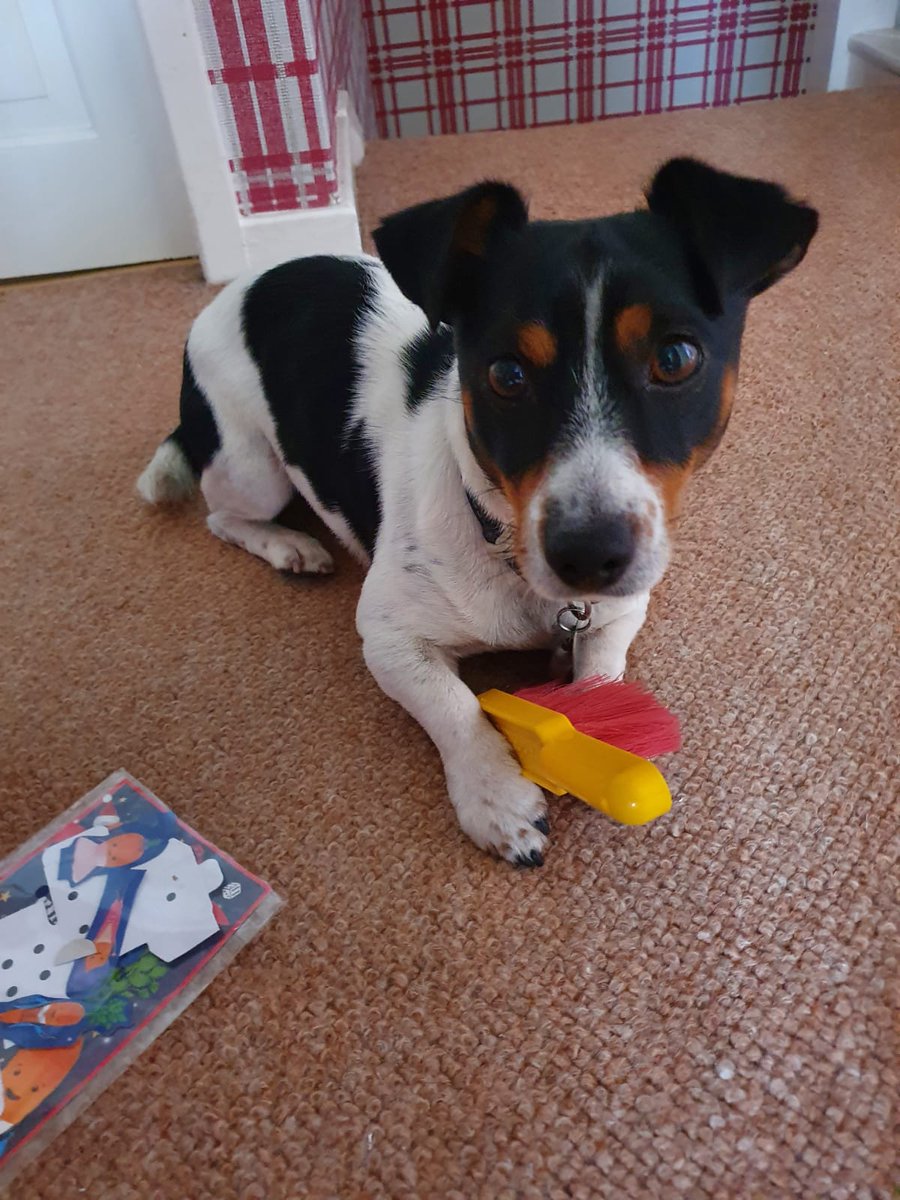 ericparrot's tweet photo. @AldiUK My wingman (wingdog) has been my dog Spider keeping me company during lockdown and on nice long walks #Kevinthecarrot https://t.co/8gkdez9AYB