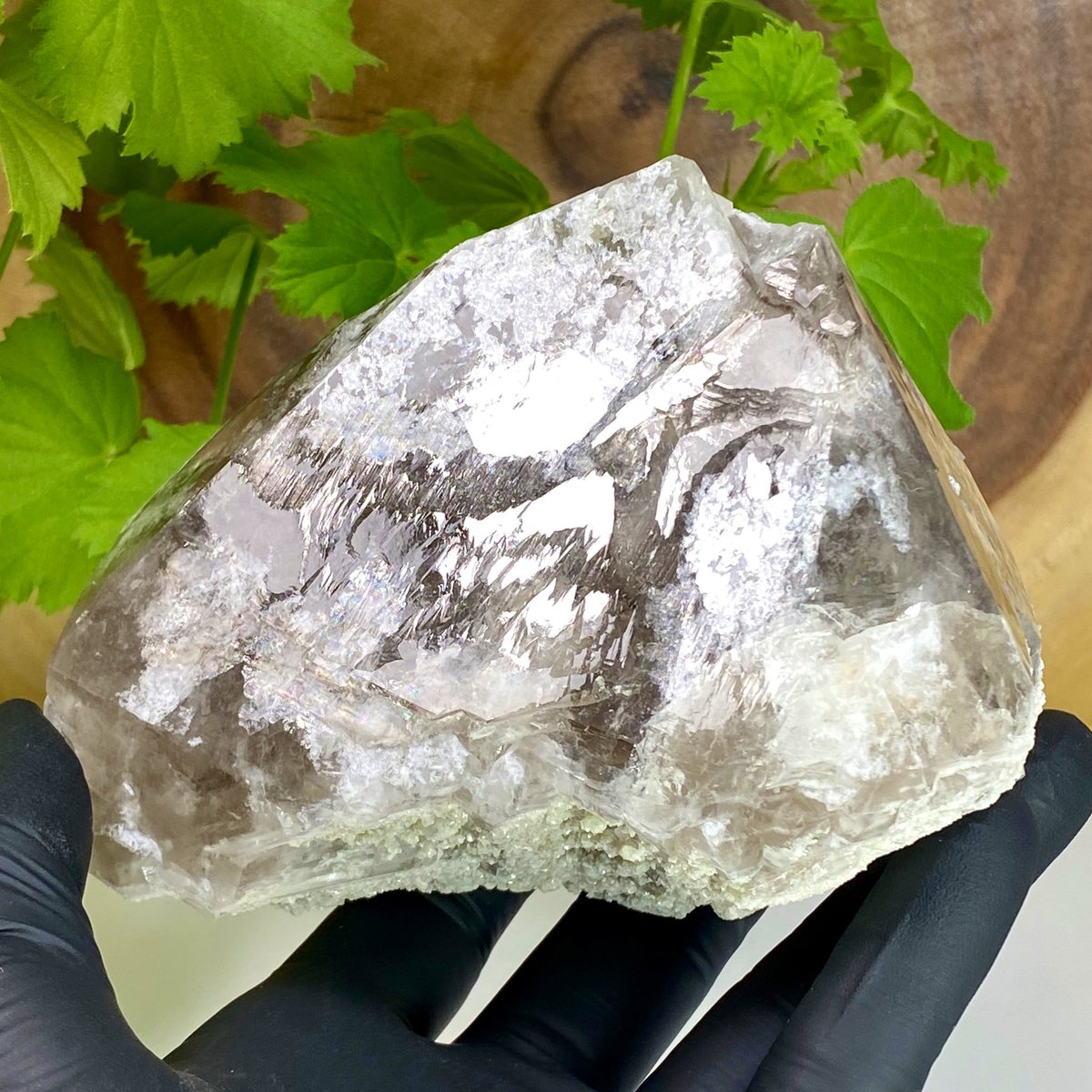 N_MaineMinerals's tweet photo. RARE Bifurcated #Skeletal Smoky #Quartz #Crystal w/ #Cookeite and Micro #Hydroxylherderite - Havey Quarry, #Maine

Fluorescent #MineralSpecimen 99%Damage Free!

Exclusive #Twitter Followers #SpecialOffer Now $250!

Message me Directly to Purchase!

*Website Launch Coming SOON* https://t.co/EVUXHQwZUZ