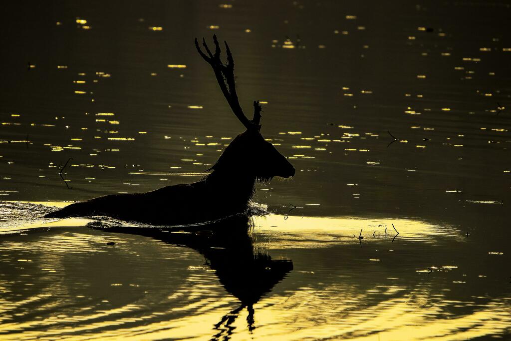 Sambar Deer - Sunset View From Tadoba Andhari Tiger Reserve, Maharashtra, India #nature https://t.co/VsXWbZeUzl
