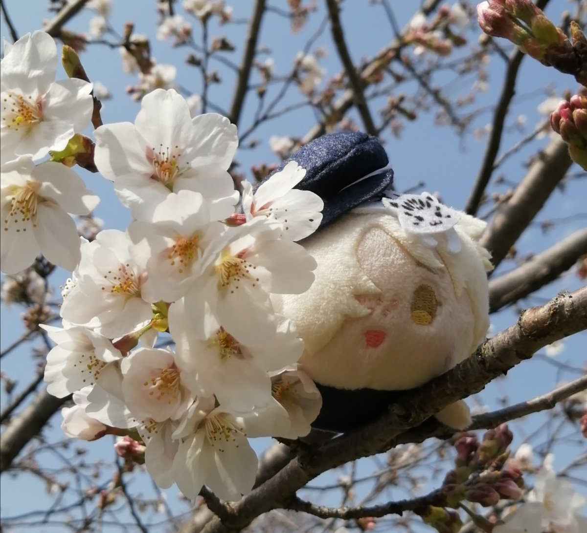 はなまる　ひつじ tweet media