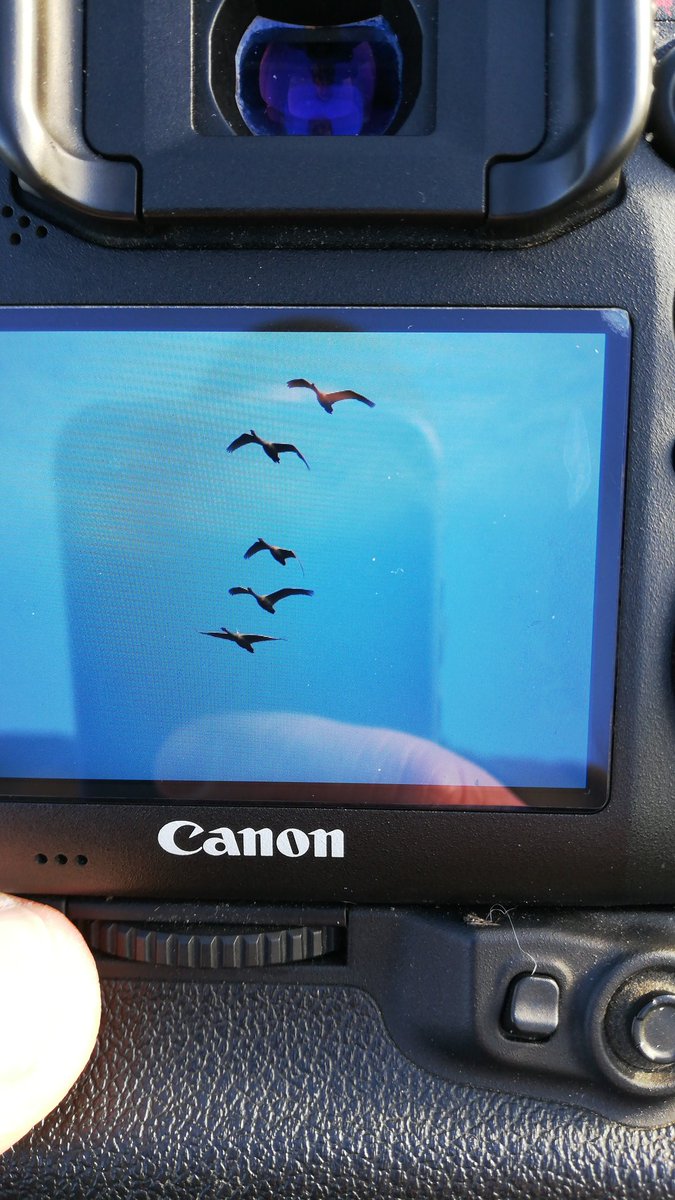 5 Whooper Swan over Marston heading in direction of Grantham now. @DJRBirder @Lincsbirding @lincsbirders @SpadgeBirder good spot by @46Godo